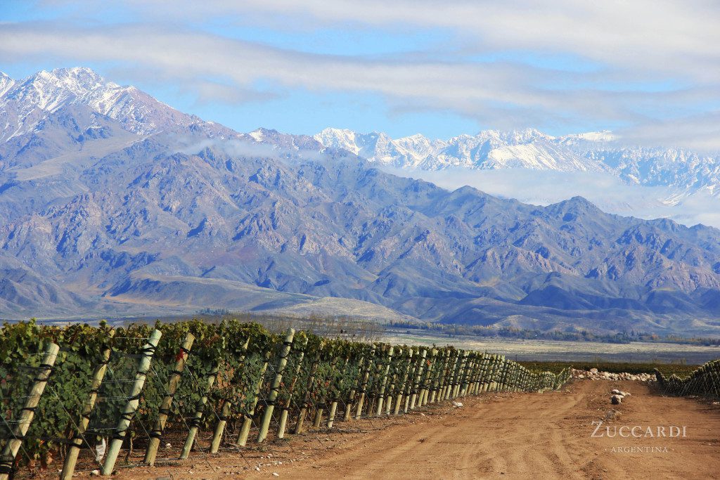 Zuccardi vineyards - Finca Piedra Infinita