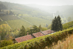 Nebbiolo vineyards near Barbaresco