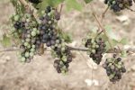 Pinot Noir grapes at véraison, Willamette Valley, Oregon