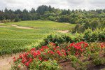 Elk Cove Vineyards, Estate Vineyard, Gaston, Oregon