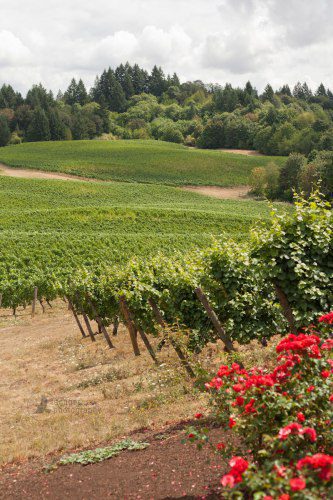 Elk Cove Vineyards, Estate Vineyard, Gaston, Oregon