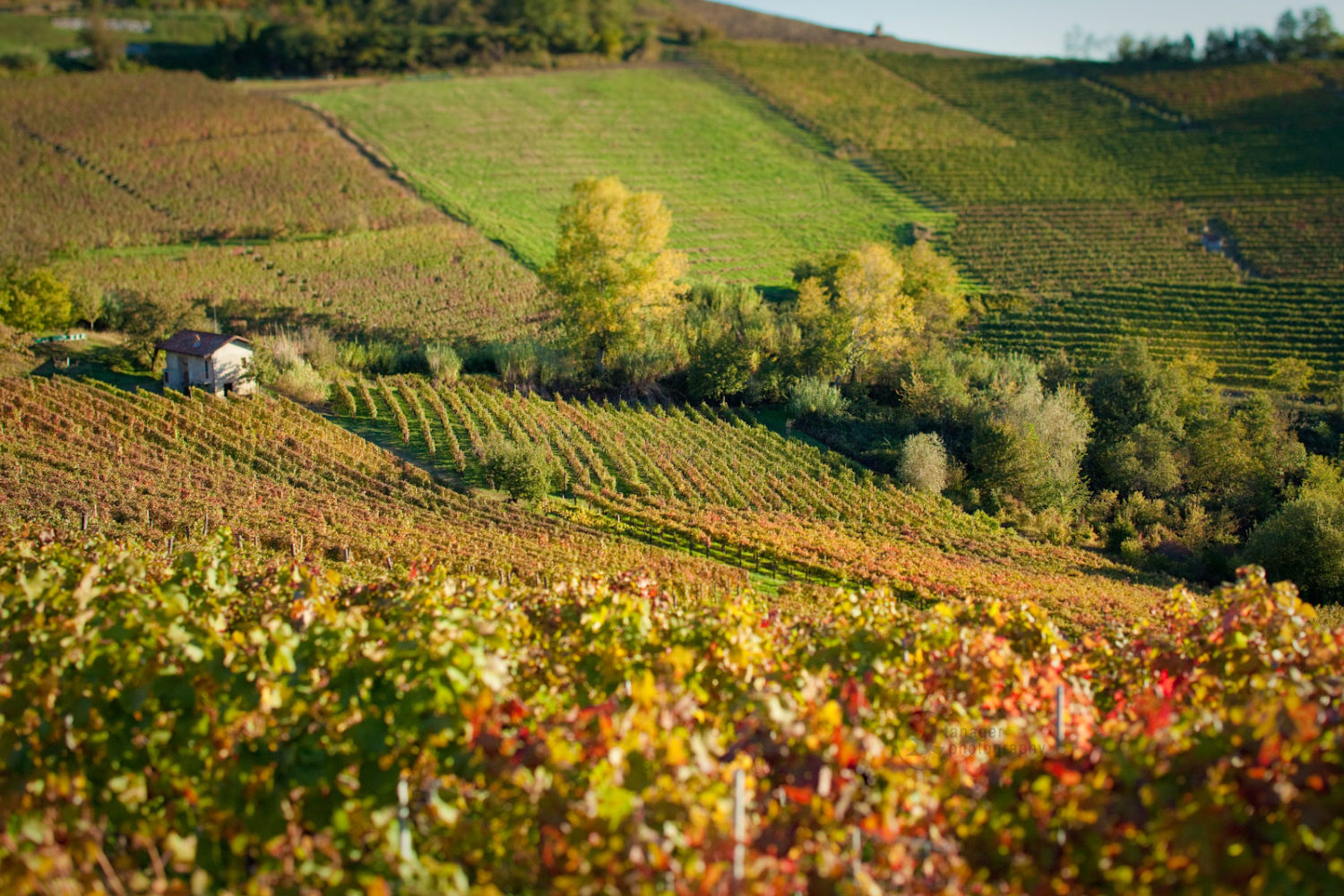 Vineyard in fall foliage near Barolo, Italy.