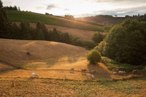 WillaKenzie Estate wines, Yamhill Carlton AVA, Oregon