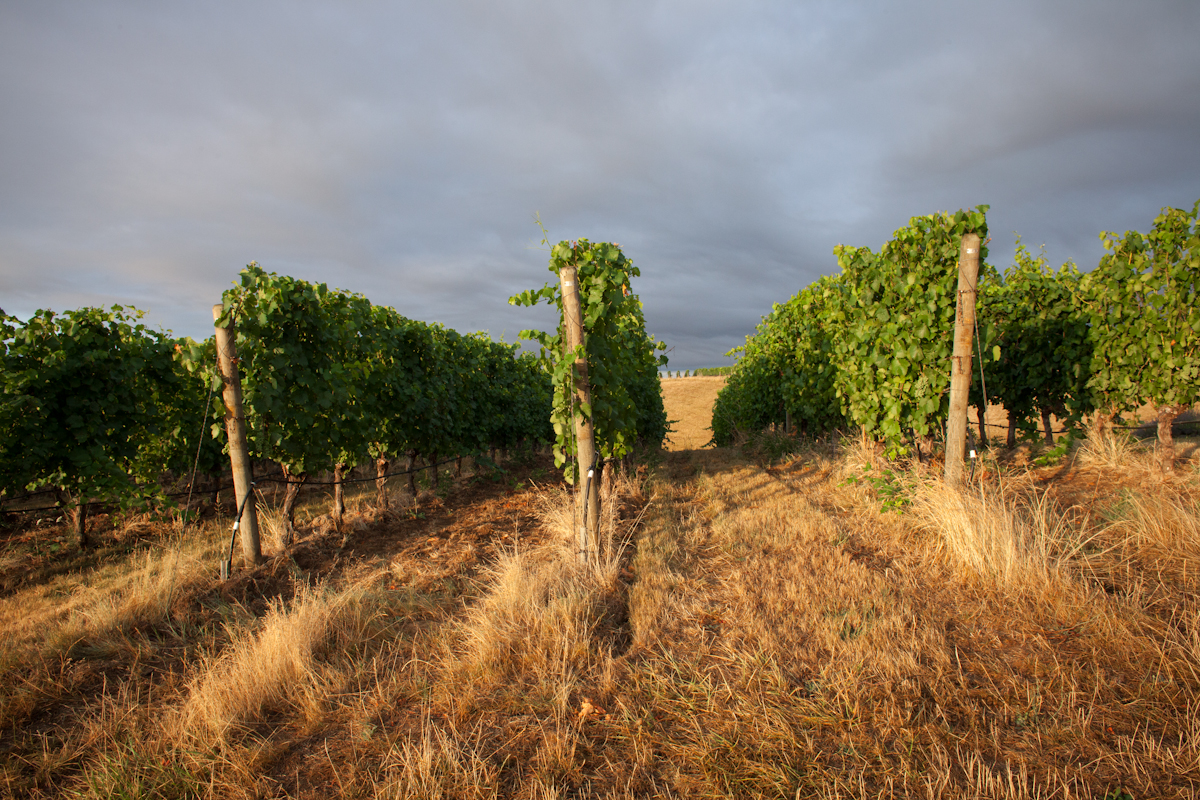 Vineyards and pinot noir vines, WillaKenzie Estate, Yamhill Carlton AVA, Oregon