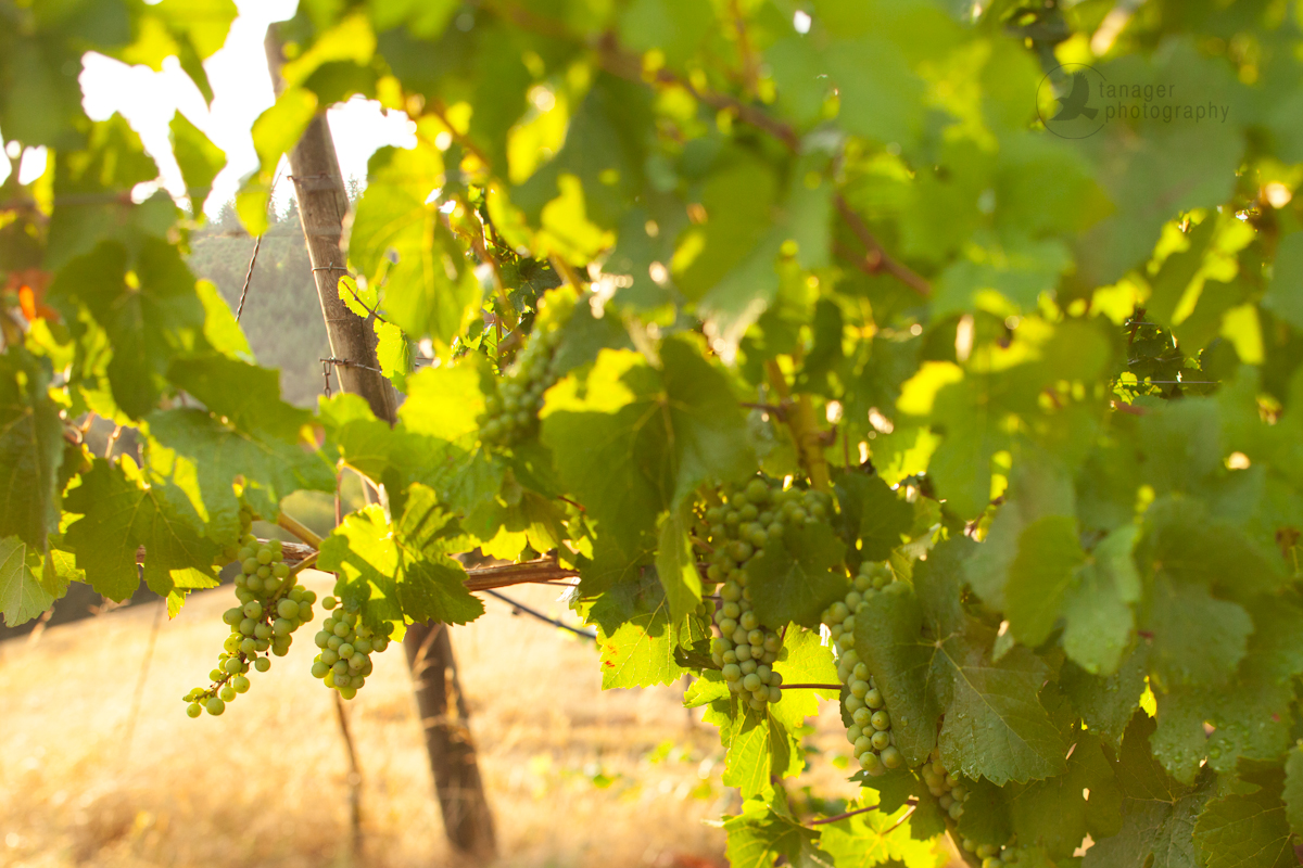 Wine grapes, WillaKenzie Estate, Yamhill Carlton AVA, Oregon