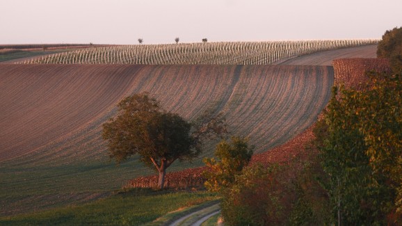 Pratsch vineyard in Austria