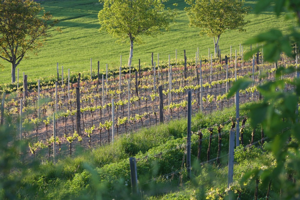 Pratsch vineyards in Austria