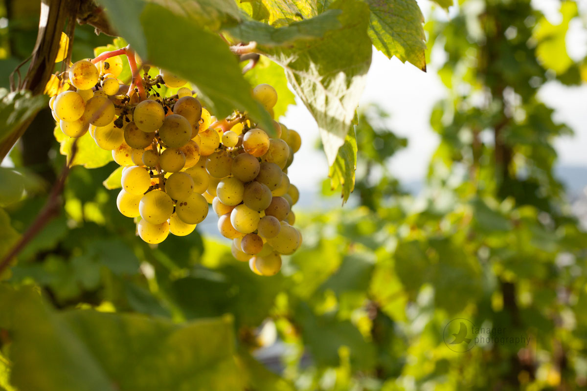 Riesling grapes near Bernkastel-Keus, Germany