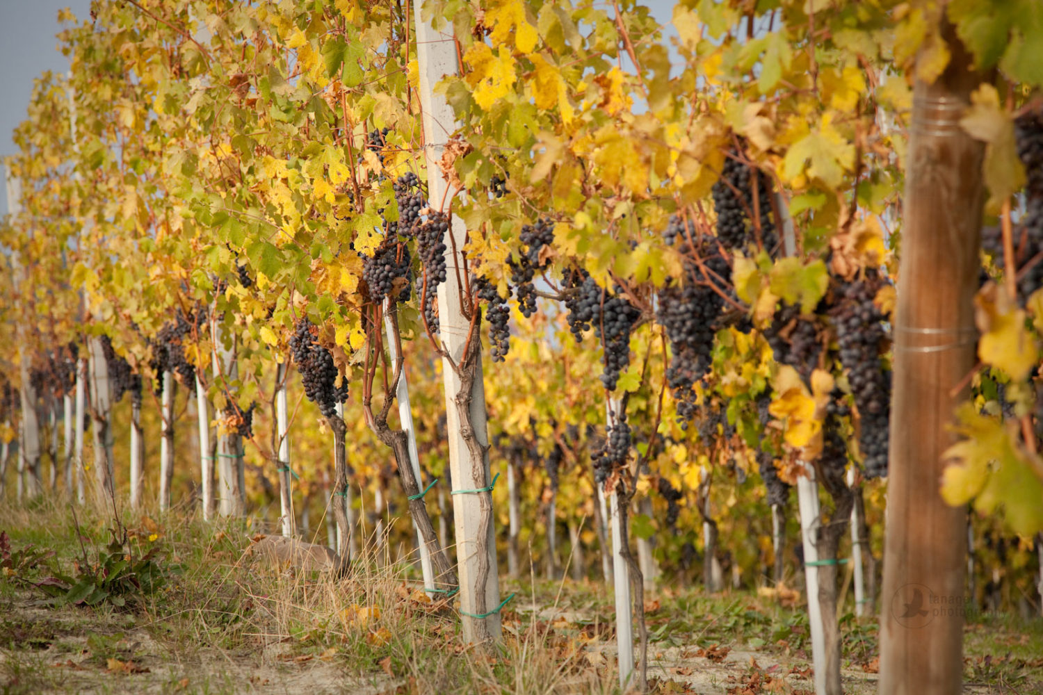 Nebbiolo grapes hanging from vineyards in La Morra, Italy