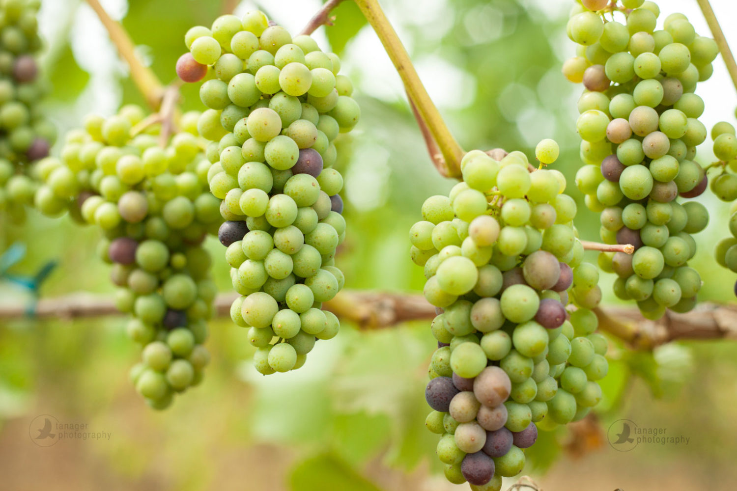 Pinot Noir wine grapes at veraison, Oregon