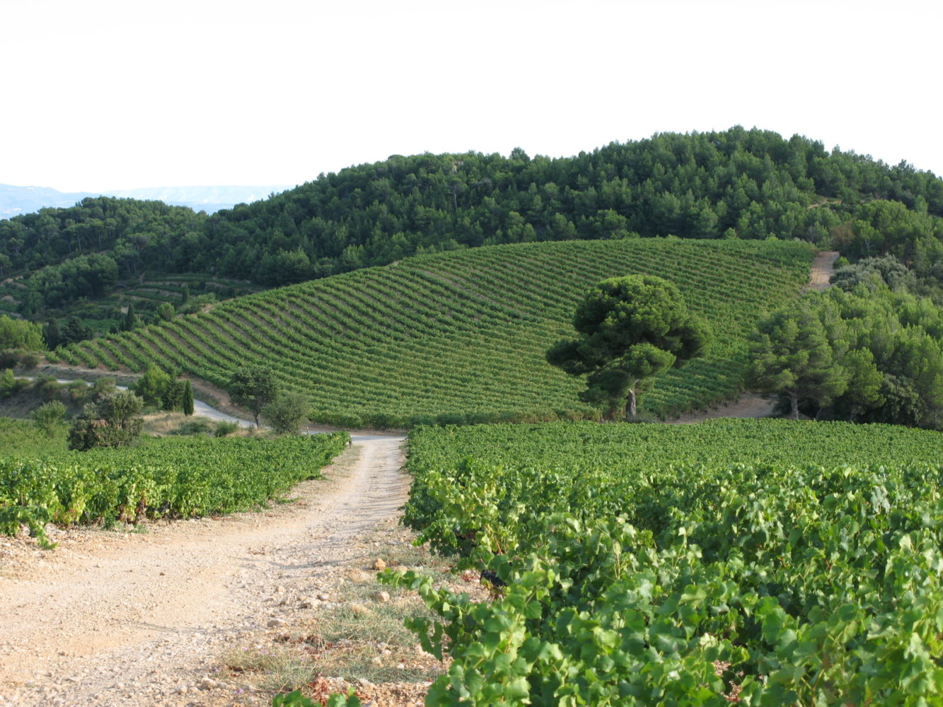 Vineyard in Gigondas, France. ©Robert Cudmore, Flickr user: Licensed through Creative Commons license