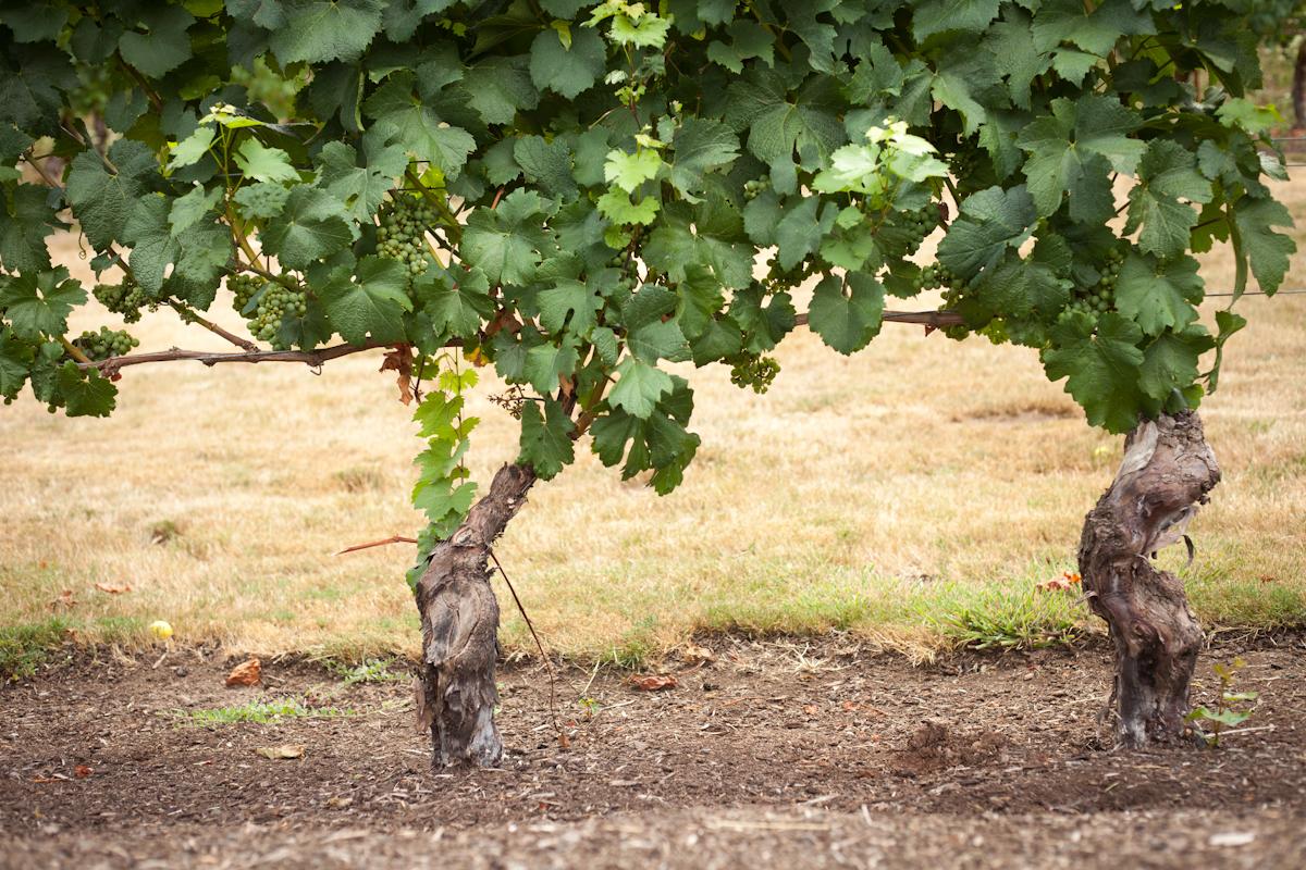 Pinot Gris grapes growing at Elk Cove Vineyards, Oregon