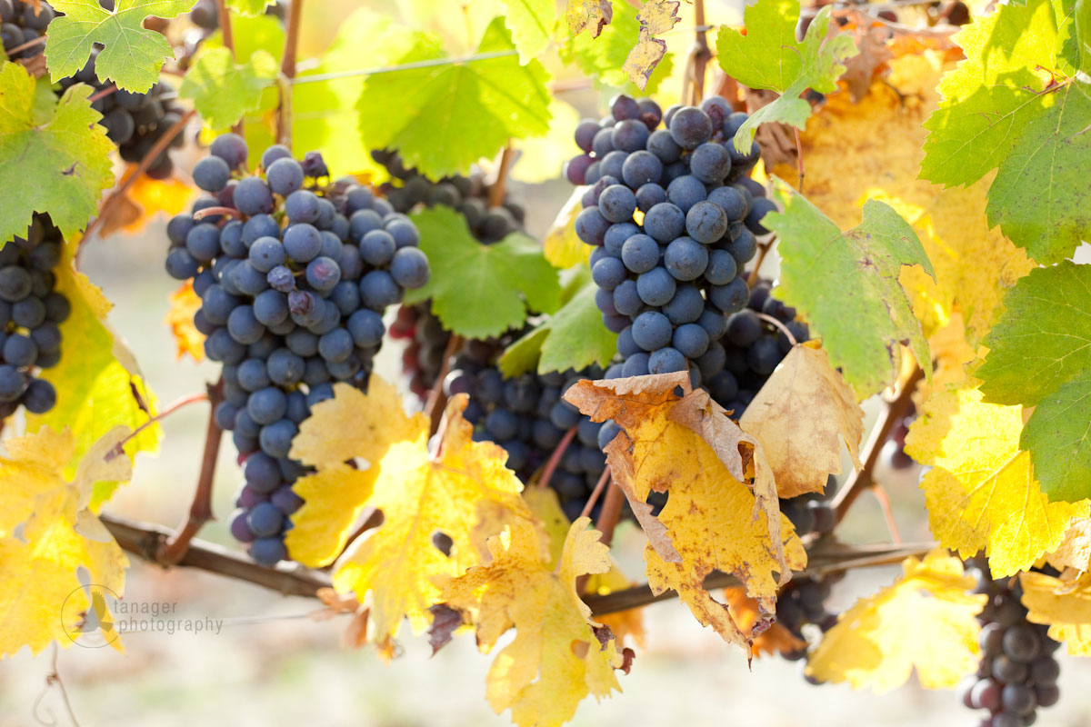 Nebbiolo grapes. / ©Kevin Day, Tanager Photography