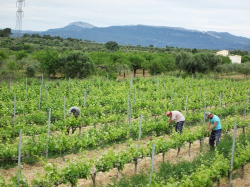 Harvesting in the Planella vineyard, Montsant DO, Spain. / ©Cellars Joan d'Anguera