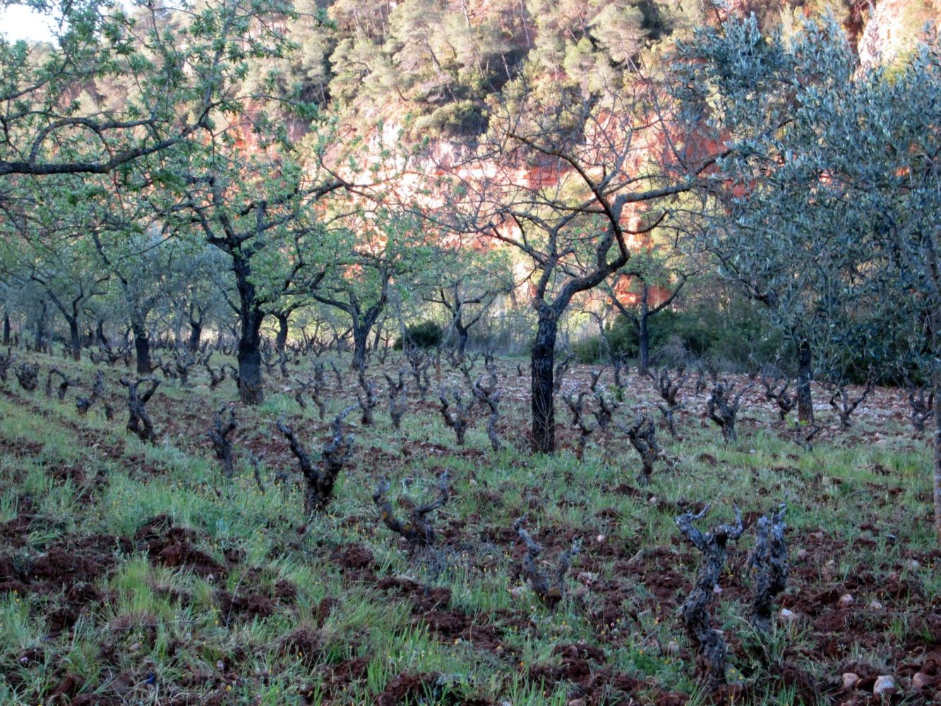 Planella vineyard, Montsant / ©Cellars Joan d'Anguera