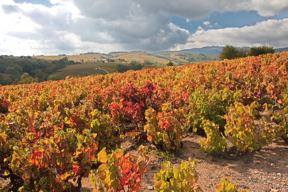 Morgon Côte du Py vineyard