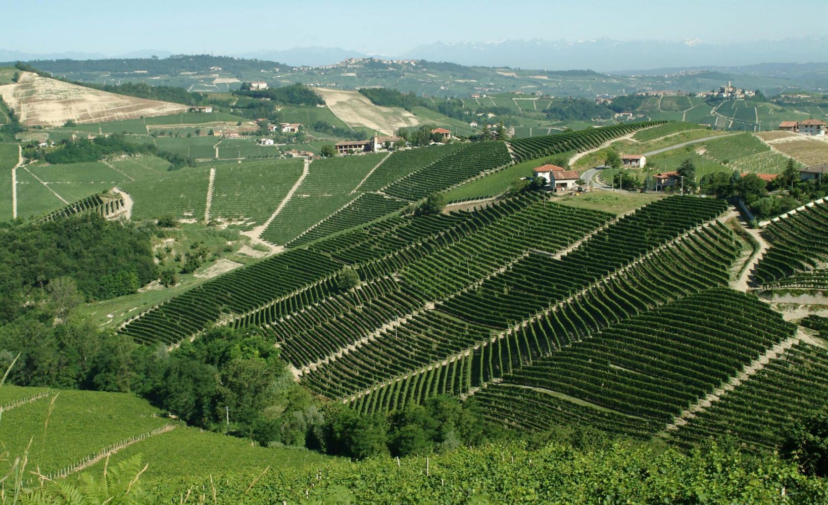 Ornato vineyard near Serralunga d'Alba, Italy. ©Pio Cesare/Maisons Marques & Domaines