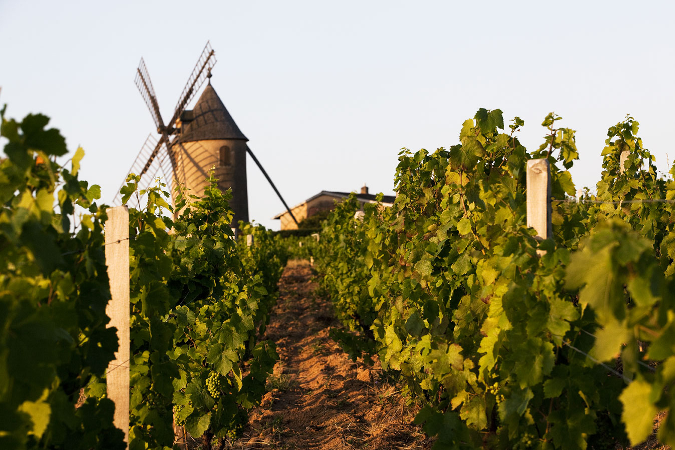 Moulin-à-Vent Beaujolais vineyards