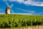 Windmill and vineyard, Moulin-à-Vent, Cru du Beaujolais, Burgundy, France