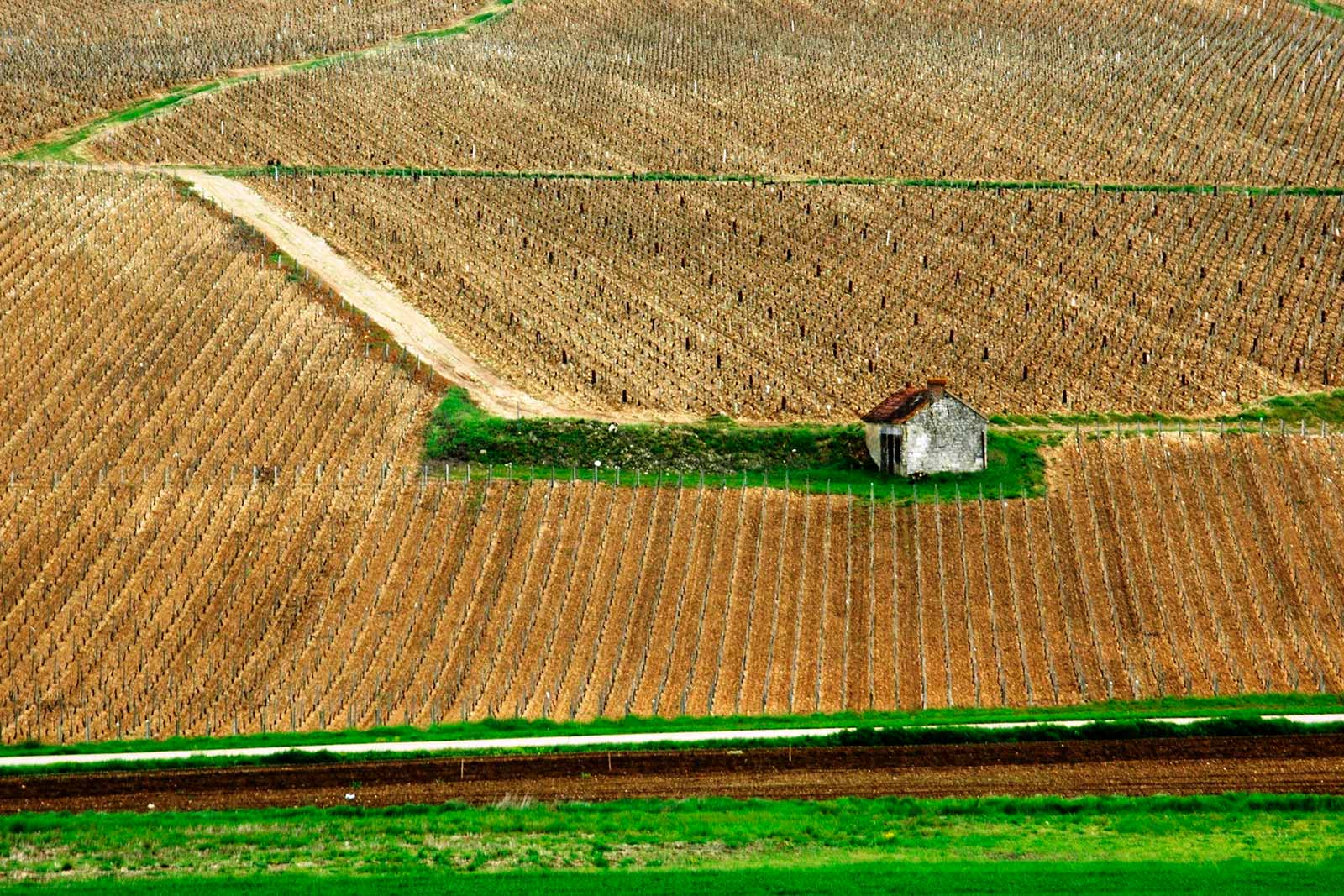 Winter vines reveal more of Chablis' most famous asset — Jurassic limestone soil. / ©BIVB – Bureau Interprofessionel des Vins de Bourgogne