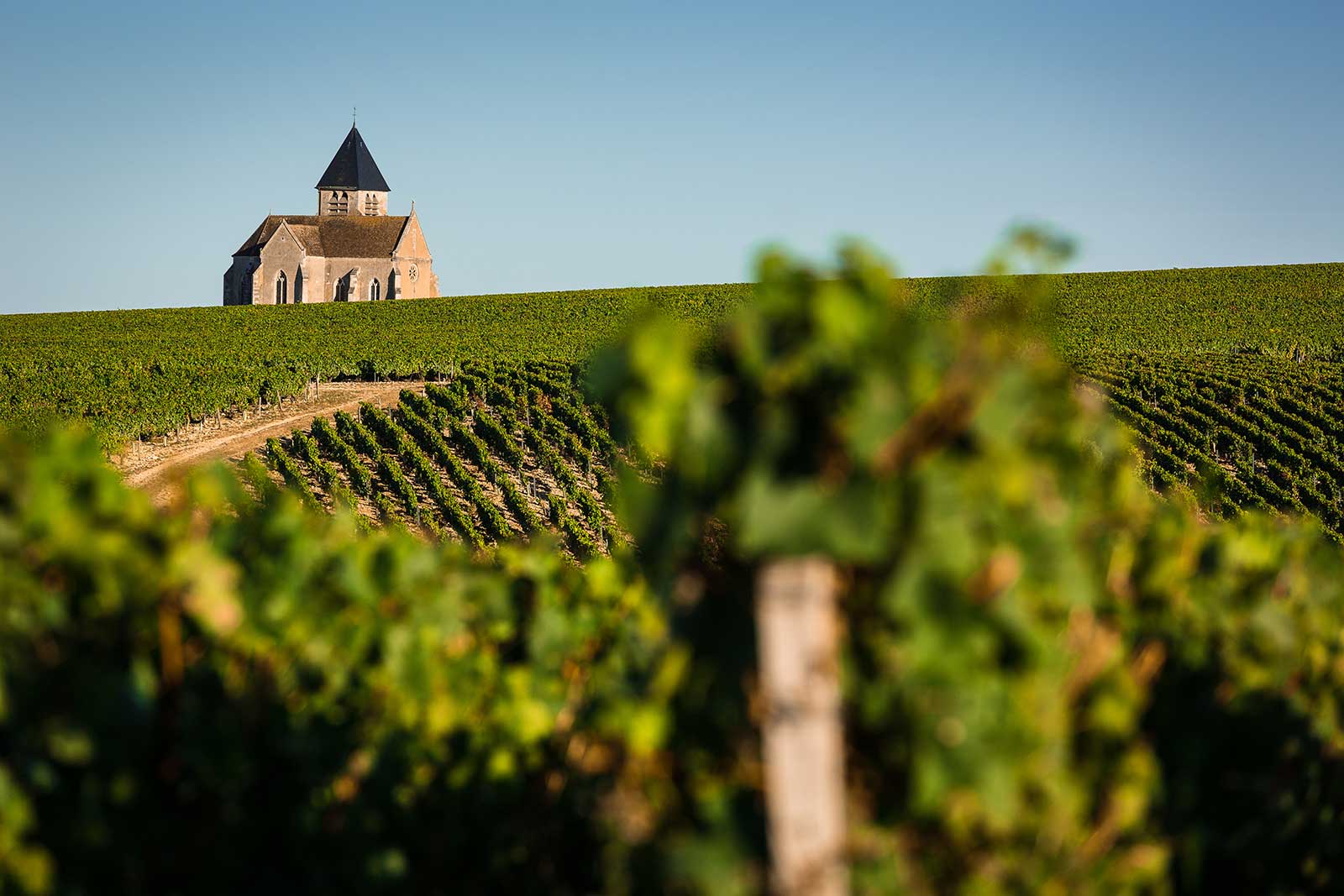 Notre Dame church rises above the Chablis vineyards of the village of Préhy, France. / ©BIVB – Bureau Interprofessionel des Vins de Bourgogne