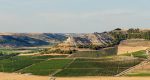 Fields of vineyards in Penafiel Ribera del Duero Valladolid Spain