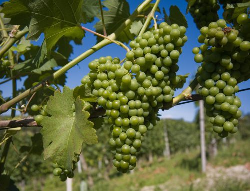 close up of grapes in a vineyard in Langhe Roero Italy with a beautiful blu sky