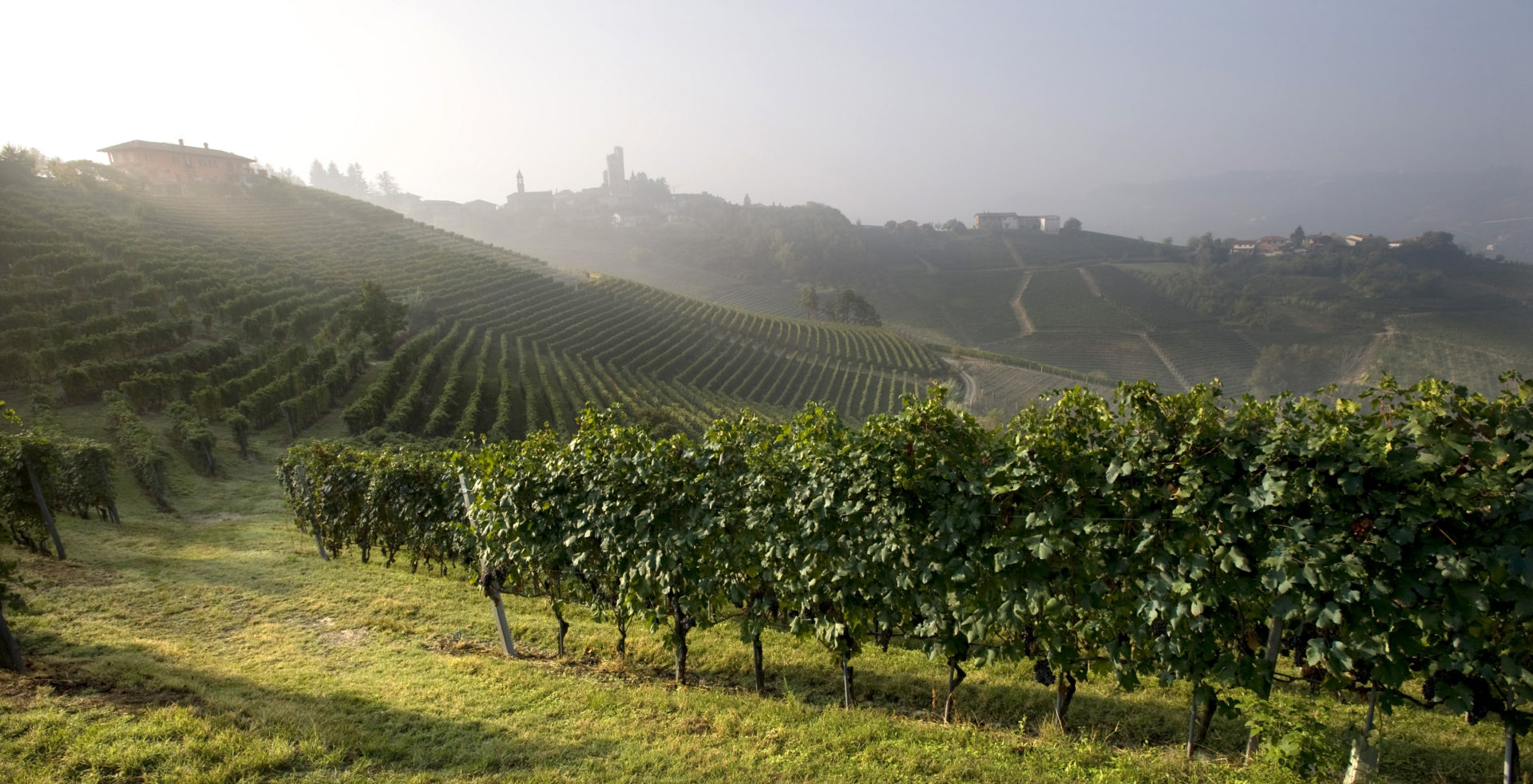 ©View wine piedmont barolo vineyard