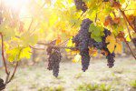 Nebbiolo grapes backlit by the setting sun in Piedmont, Italy