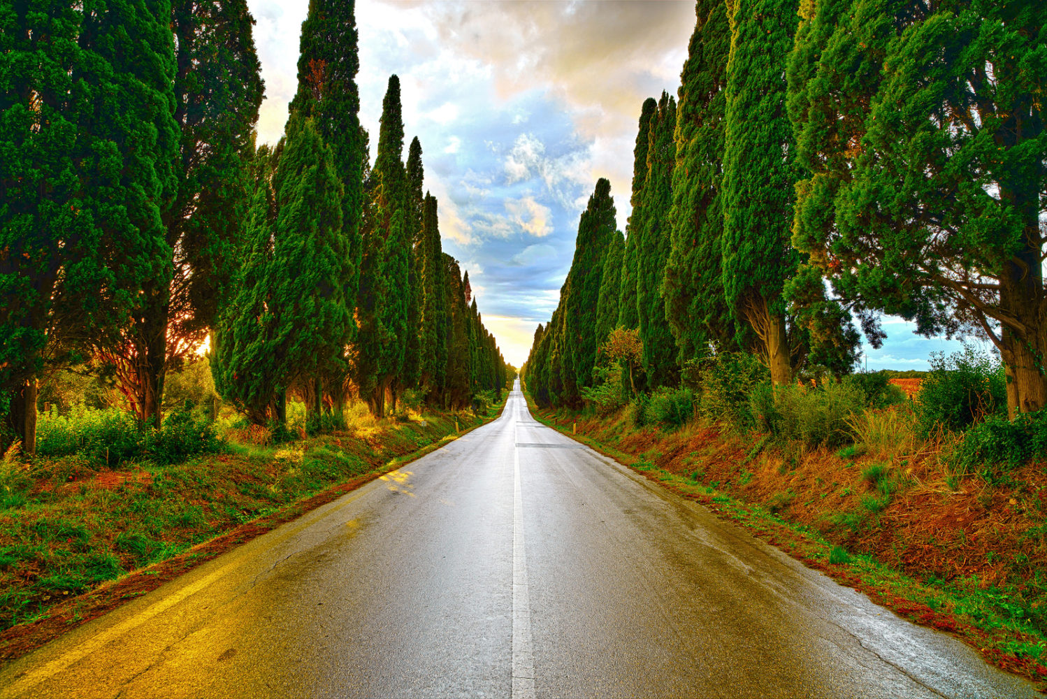 Bolgheri famous cypresses trees straight boulevard landscape. Maremma landmark Tuscany Italy Europe. This boulevard is famous for Carducci poem.