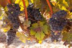 Bunches of tempranillo grapes in the Rioja region of Northern Spain, approaching harvest time.