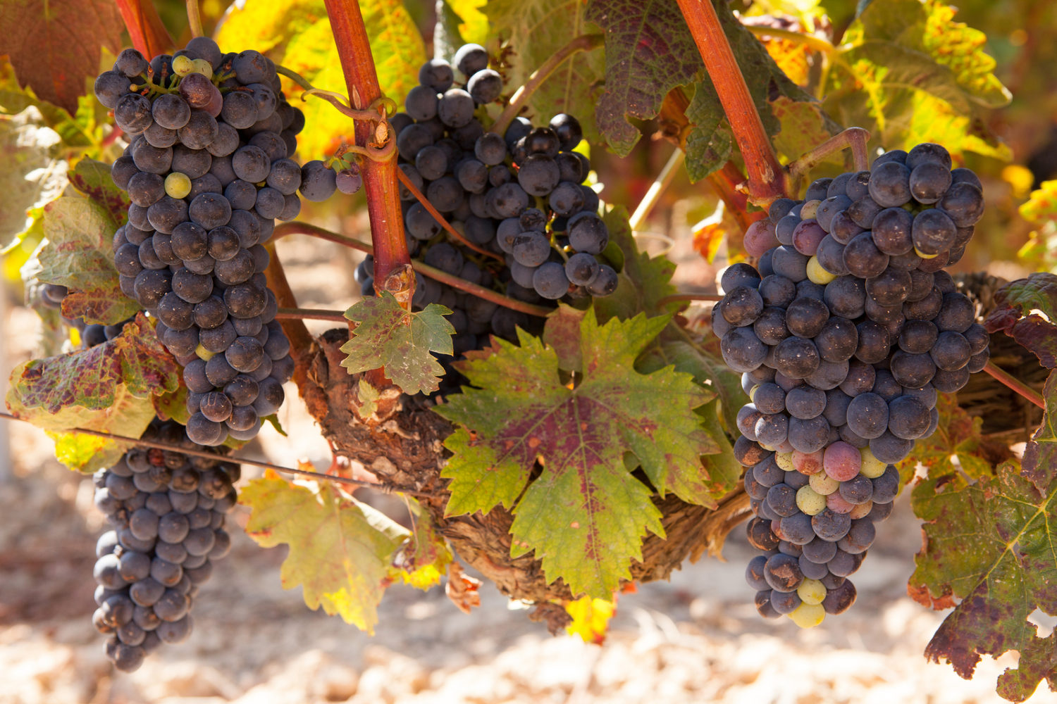 Bunches of tempranillo grapes in the Rioja region of Northern Spain, approaching harvest time.