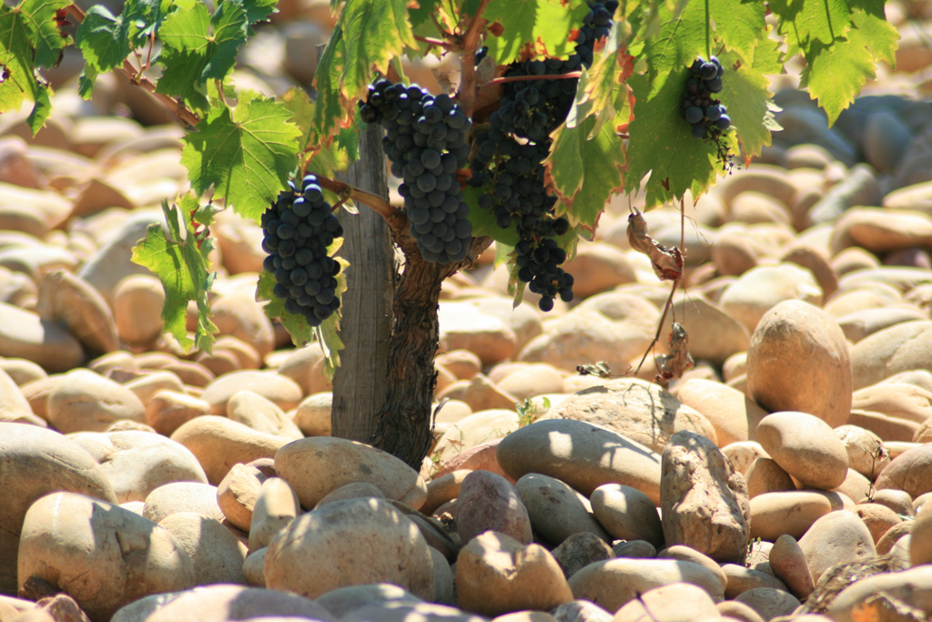 The vineyards of Châteauneuf-du-Pape are covered with round aluvial stones which radiate heat to ripen the grapes. They were deposited in the area by glaciers. / ©Jean-Louis Zimmerman. Flickr user, licensed via Creative Commons.