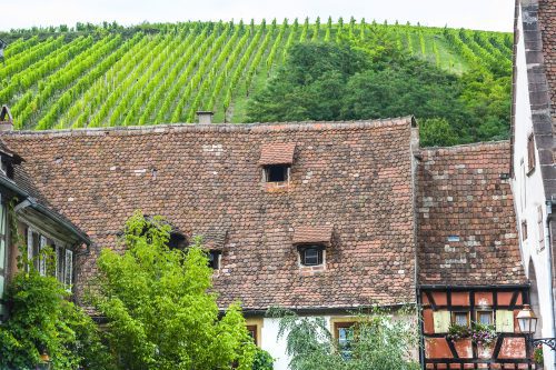 The Schoenenbourg vineyard above Riquewihr, France.