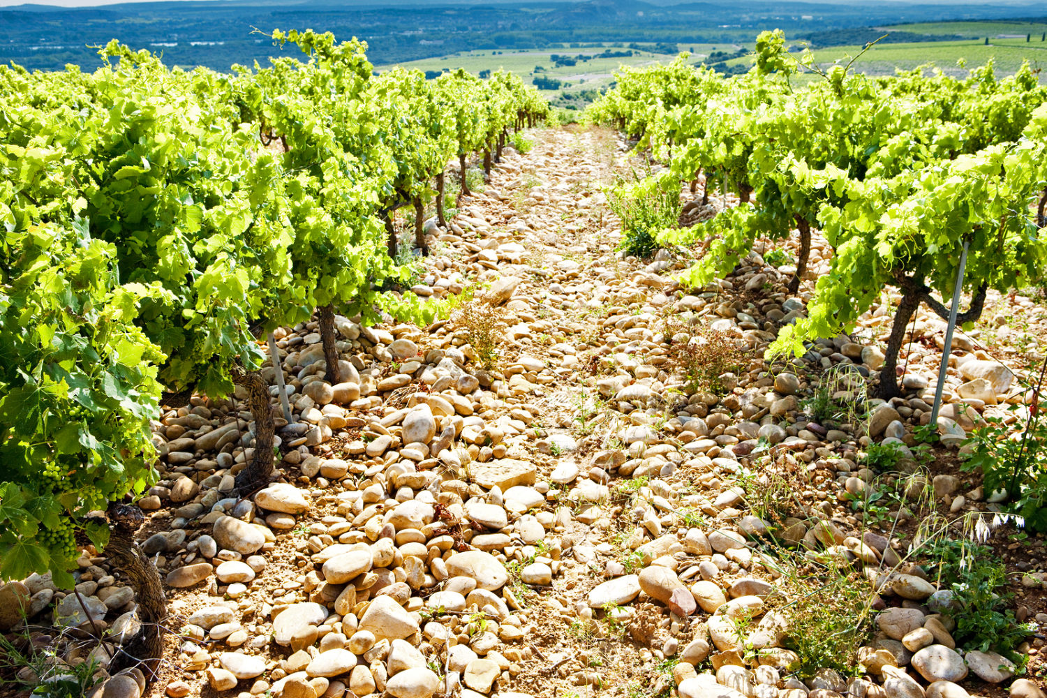 Vineyards near Chateauneuf-du-Pape, France