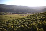 Savoy Vineyard terraces looking toward Hendy Woods