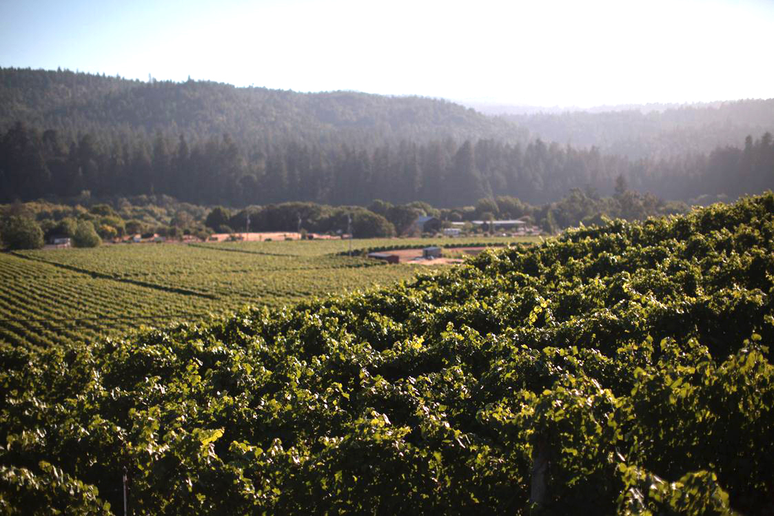 Savoy Vineyard terraces looking toward Hendy Woods