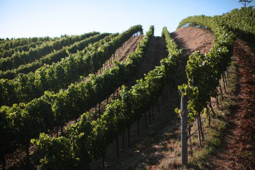 The Savoy Vineyard near Philo, California.