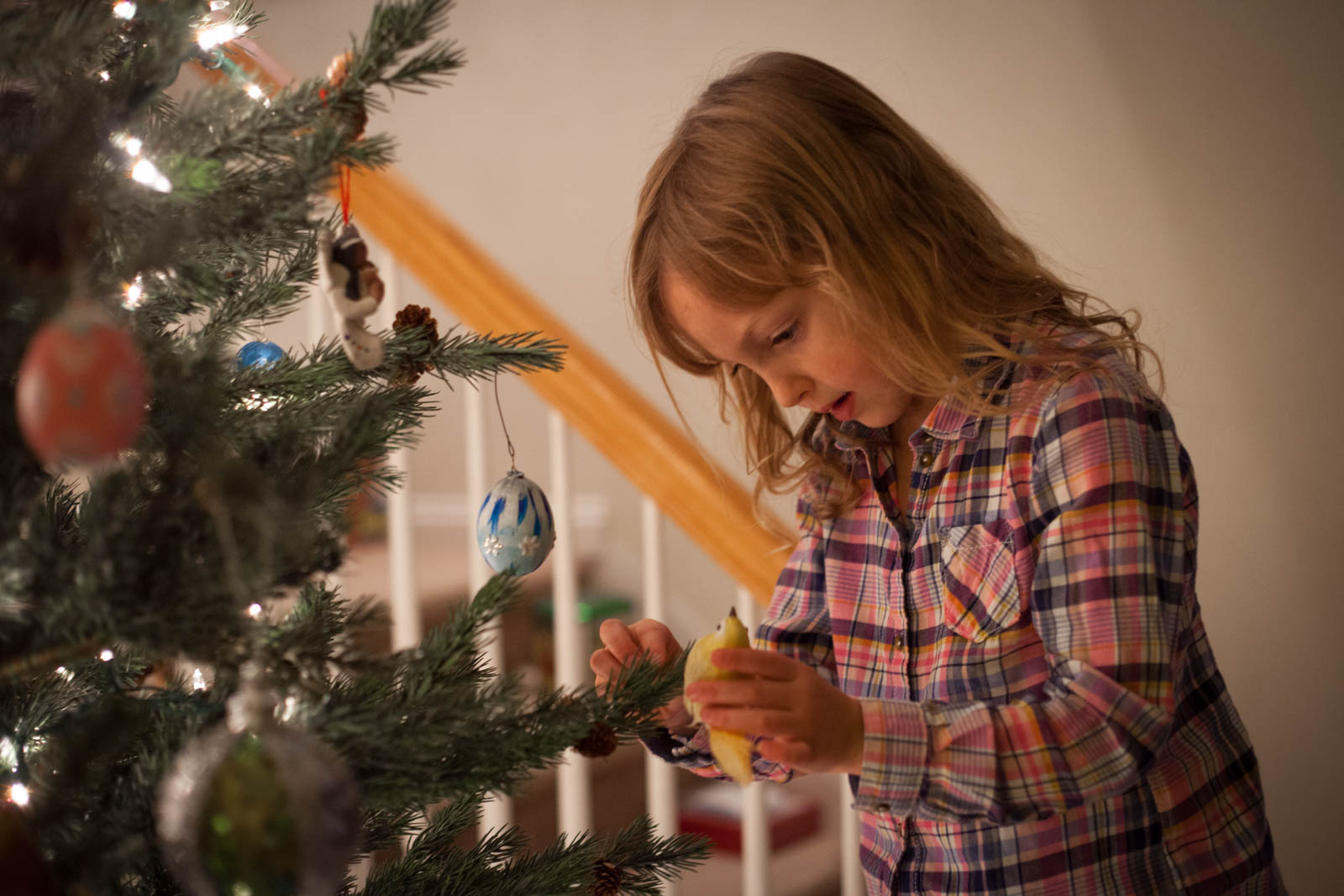 trimming the Christmas tree, hanging Christmas ornaments