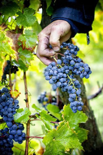 Harvest at Clau de Nell. ©Wilson Daniels