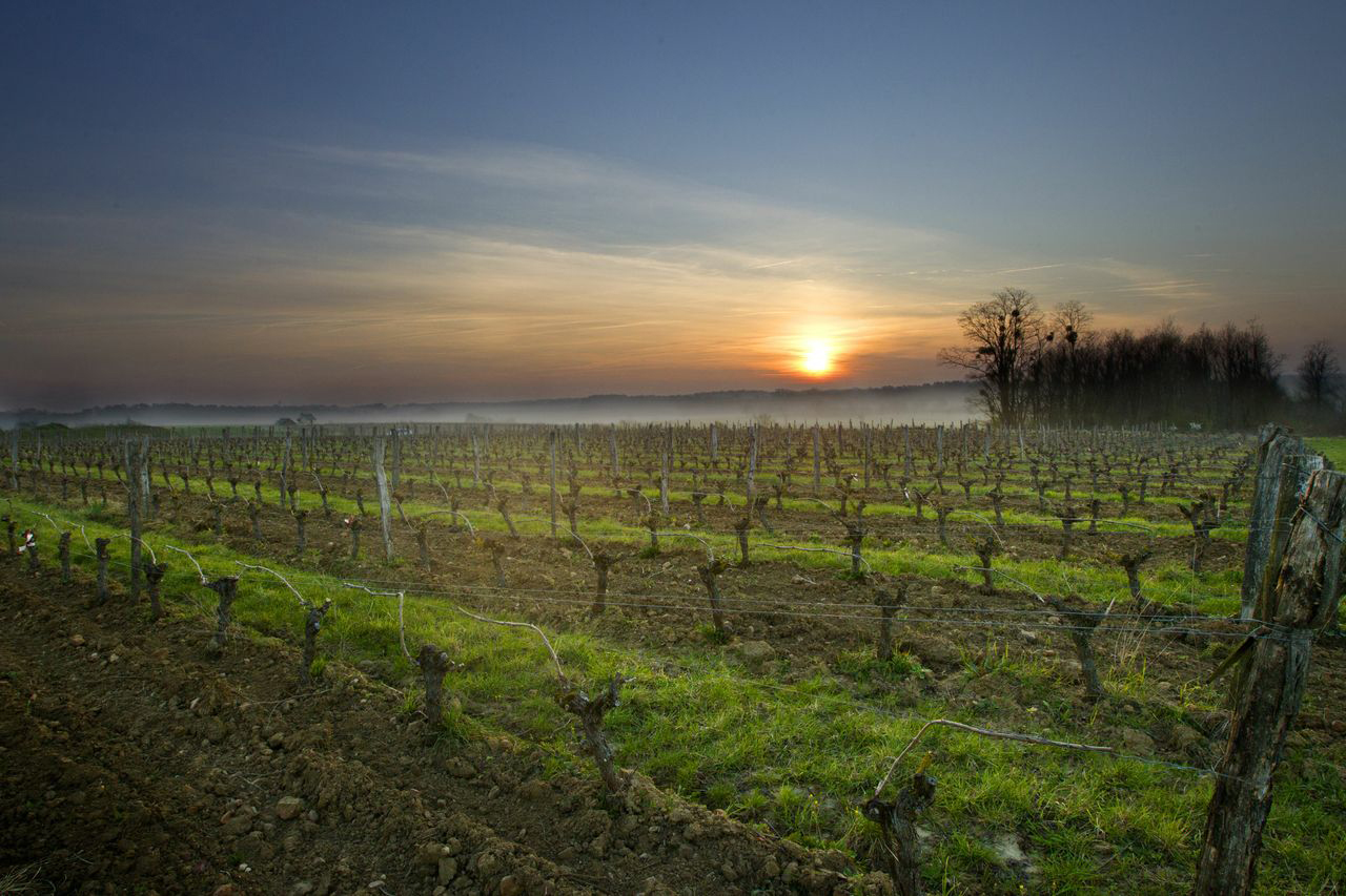 Clau de Nell Vineyard, Anjou, Loire Valley, France