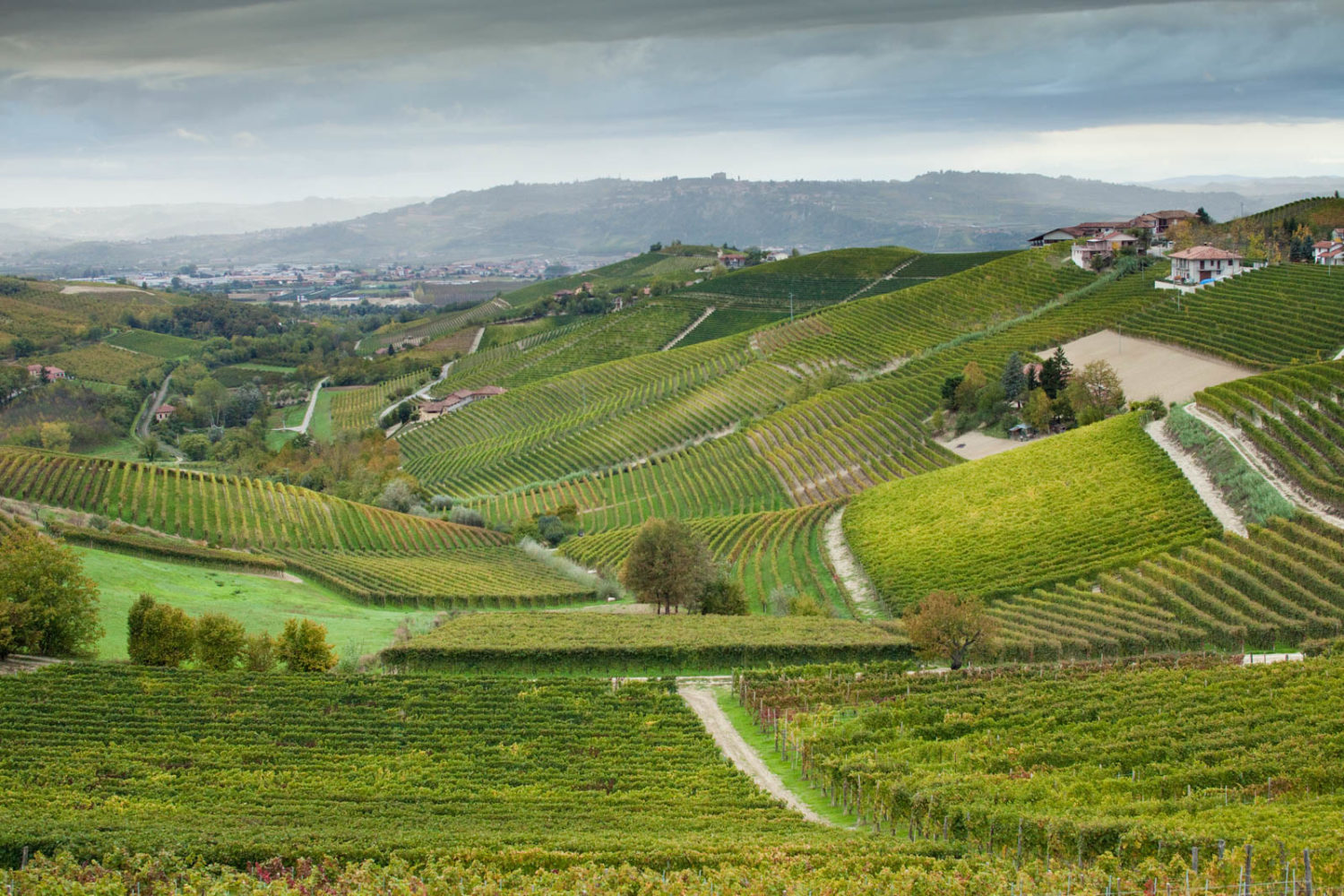 The Rabajà vineyard with Martinenga on the slopes in the middle distance. ©Kevin Day / Opening a Bottle