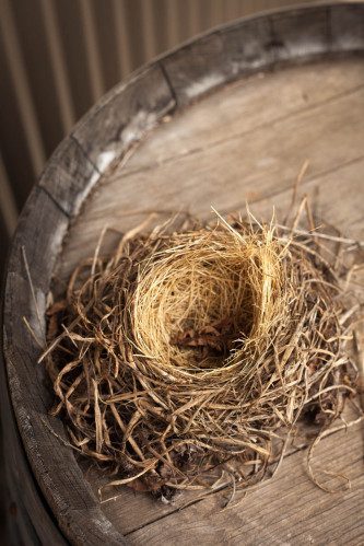 An empty nest on display at Raptor Ridge Winery. ©Kevin Day/Tanager Photography