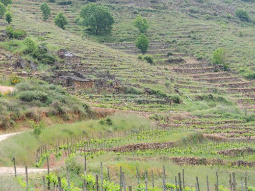 Vineyards of Dominio do Bibei, Ribeira Sacra DO