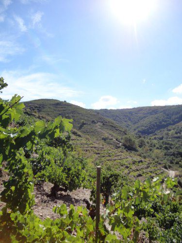 Vineyards of Dominio do Bibei, Ribeira Sacra DO