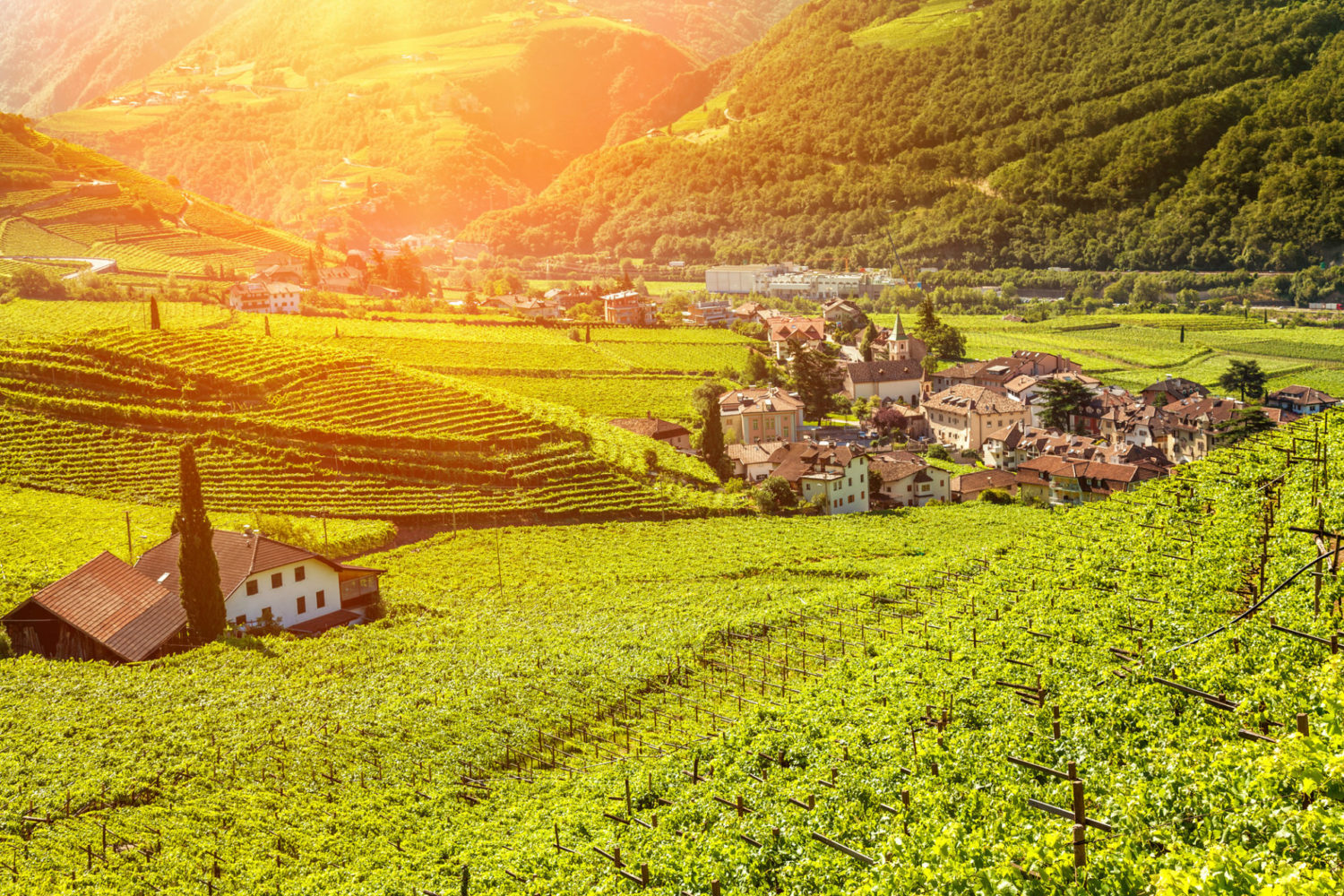 Beautiful sunset view over a vineyard in Bolzano Italy