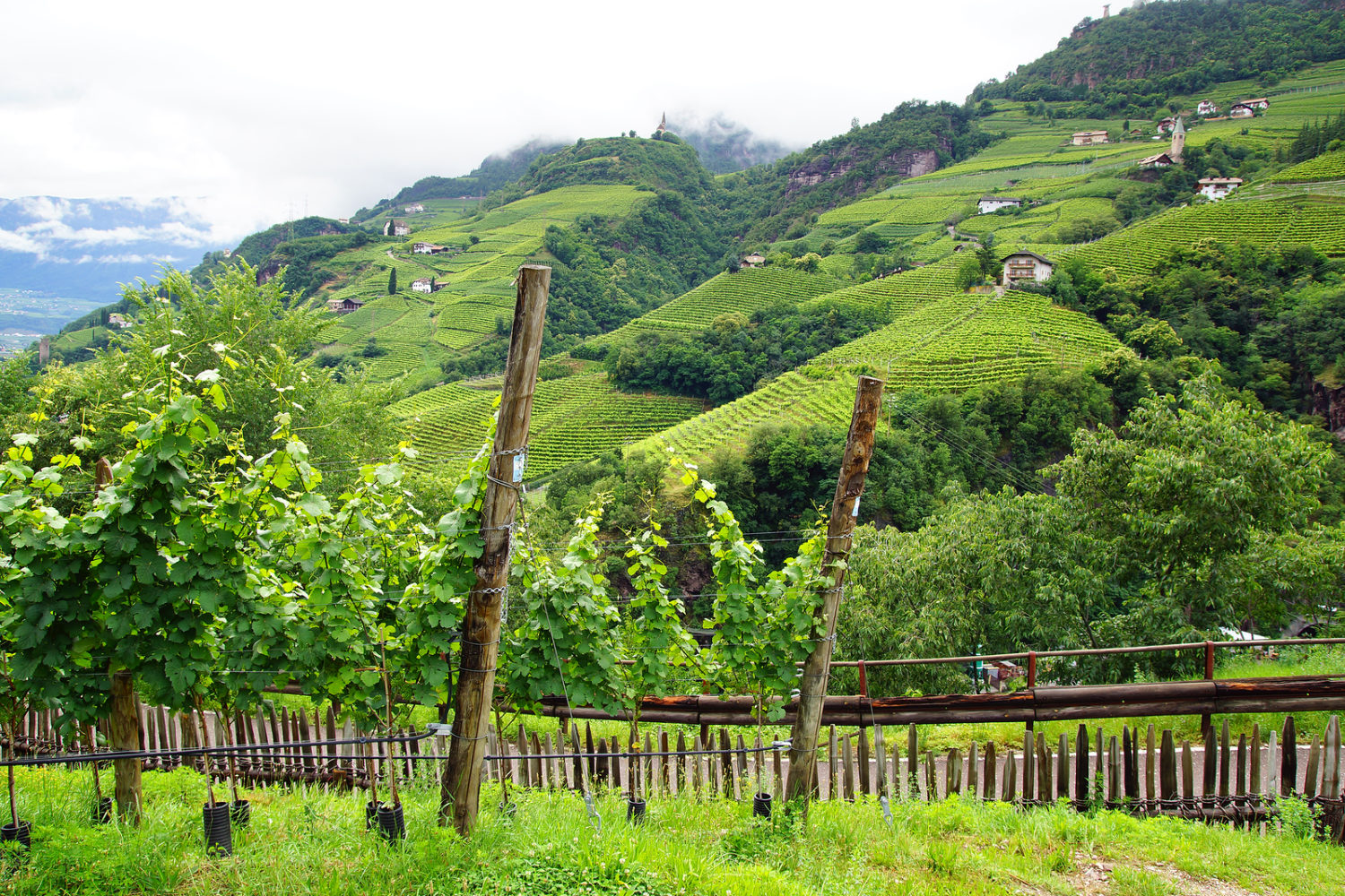 Vineyards near Bolzano, Italy.