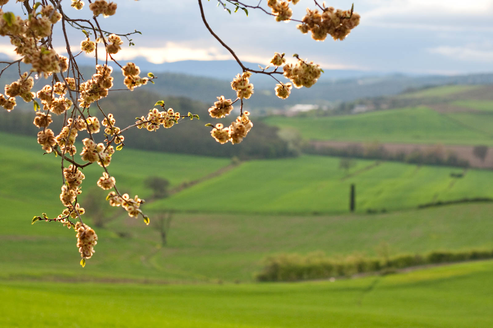 Chianti in spring time, ©Kevin Day