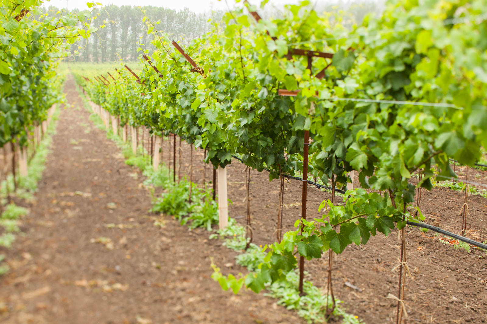 Navarro Vineyards, Anderson Valley, California