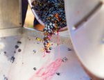 corkscrew crusher destemmer in winemaking with cabernet sauvignon grapes